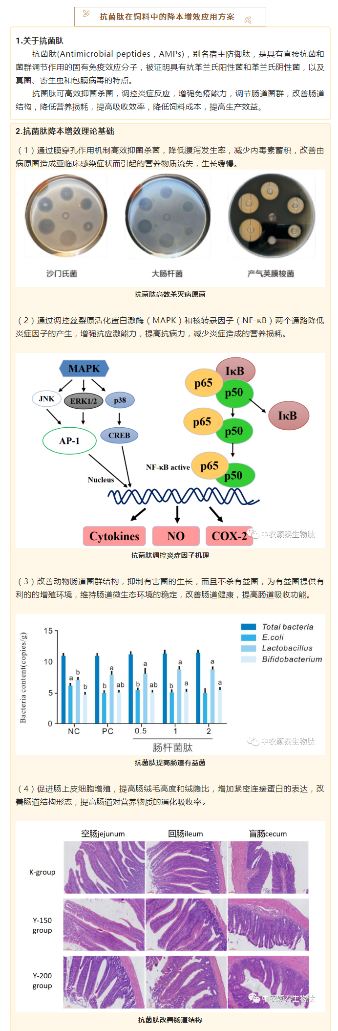 降本增效，穎“肽”有道——抗菌肽降低飼料營養(yǎng)水平應(yīng)用方案_02